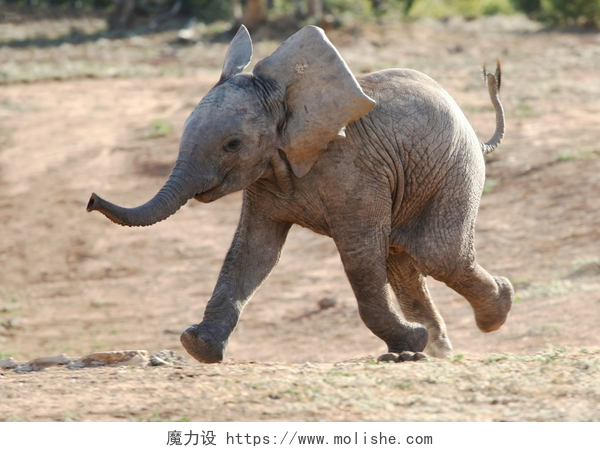 野外一只小象在欢快的奔跑小象运行